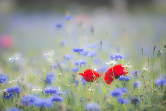 Photography – Wilfried H. Meyer