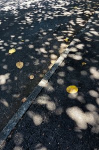 WM Blatt oder Sonnenfleck--1-2.jpg