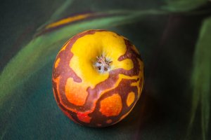 Laune der Natur s.jpg