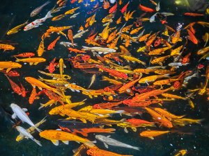 WM a n__chtl  Teich n-1.jpg